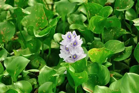 Water Hyacinth